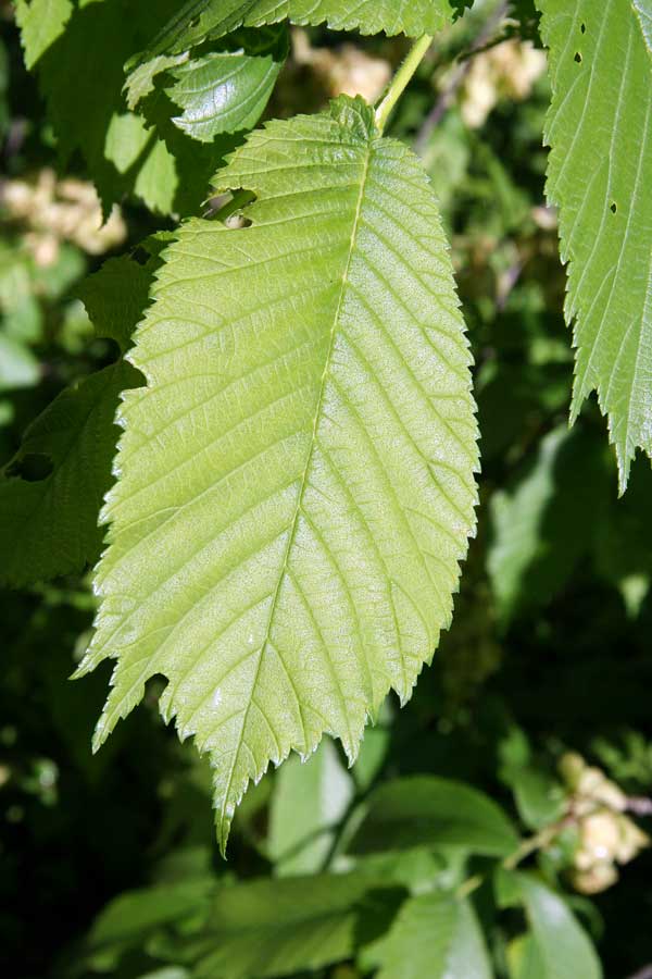 Изображение особи Ulmus glabra.