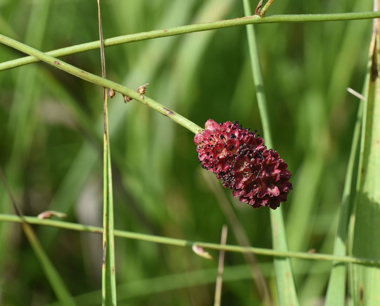 Image of Sanguisorba officinalis specimen.