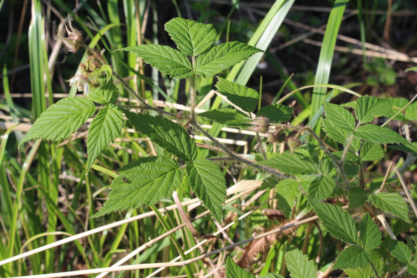 Image of Rubus matsumuranus specimen.
