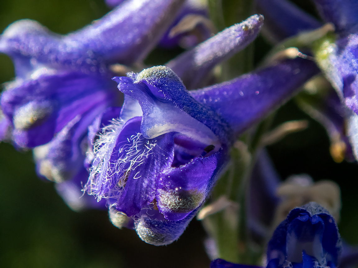 Image of Delphinium fissum specimen.