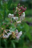 Lonicera caprifolium. Верхушки ветвей с соцветиями. Тульская обл., пос. Дубна, дачный участок. 06.06.2009.