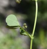 Medicago polymorpha