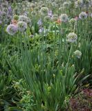 Allium nutans