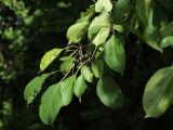 Rhamnus cathartica