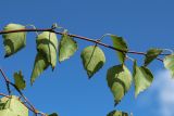 Betula pendula
