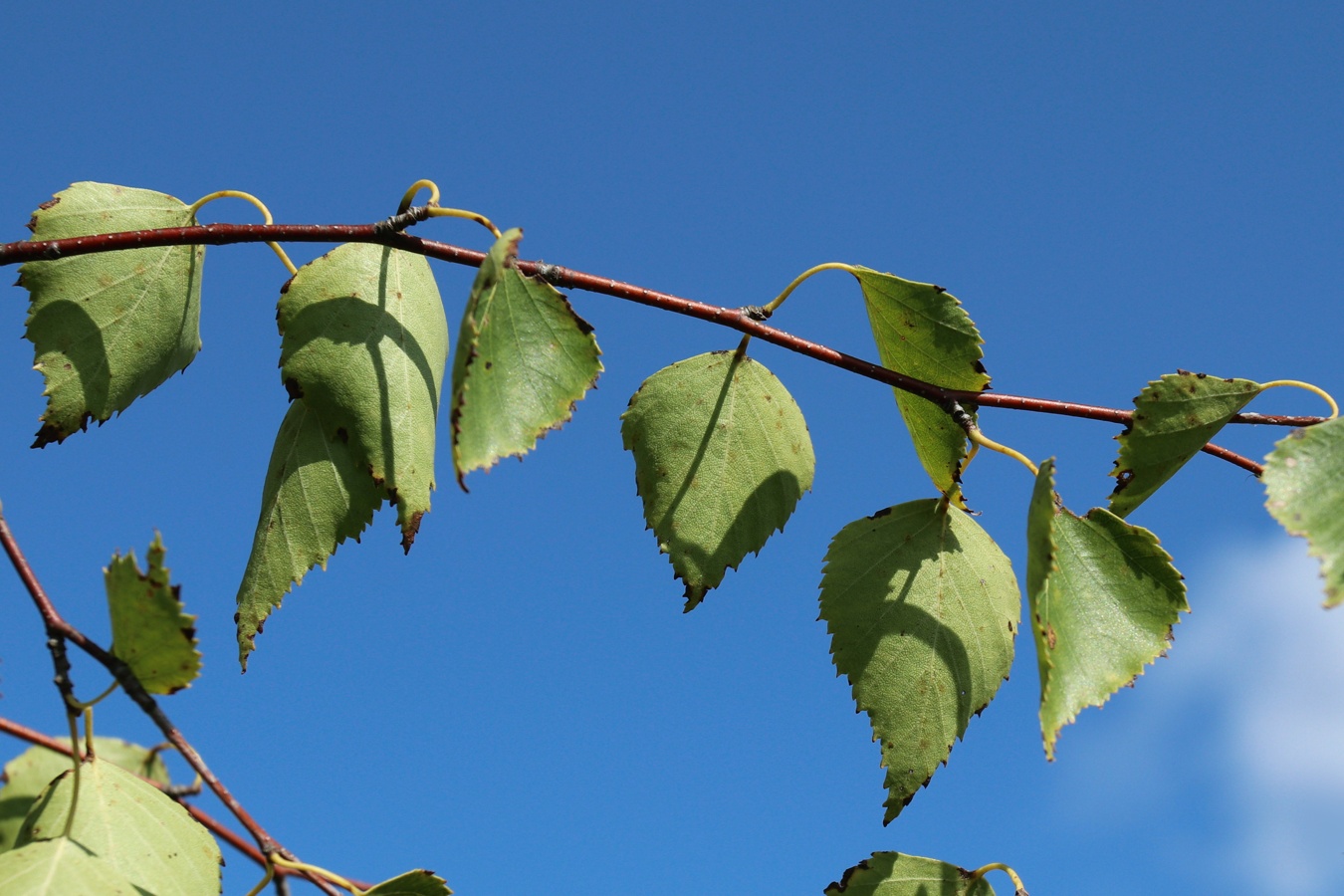 Изображение особи Betula pendula.