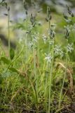 Ornithogalum boucheanum. Цветущие растения. Ростовская обл., Усть-Донецкий р-н, окр. хут. Топилин, опушка дубравы. 23.04.2025.