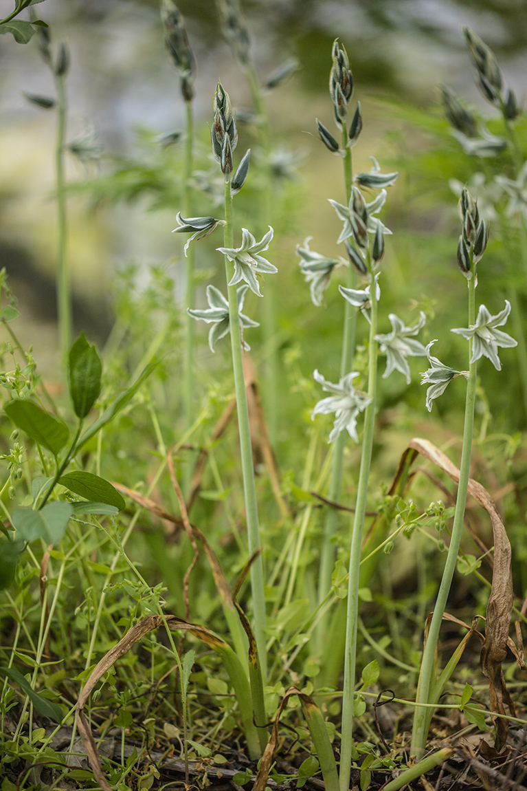 Image of Ornithogalum boucheanum specimen.