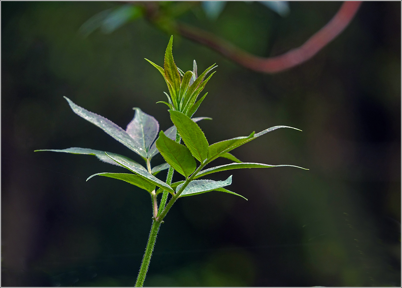 Изображение особи Sambucus racemosa.