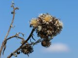 Carduus crispus. Зрелые соплодия-корзинки. Беларусь, Витебская обл., окр. пос. Езерище, выкашиваемый суходольный луг. 29.08.2024.