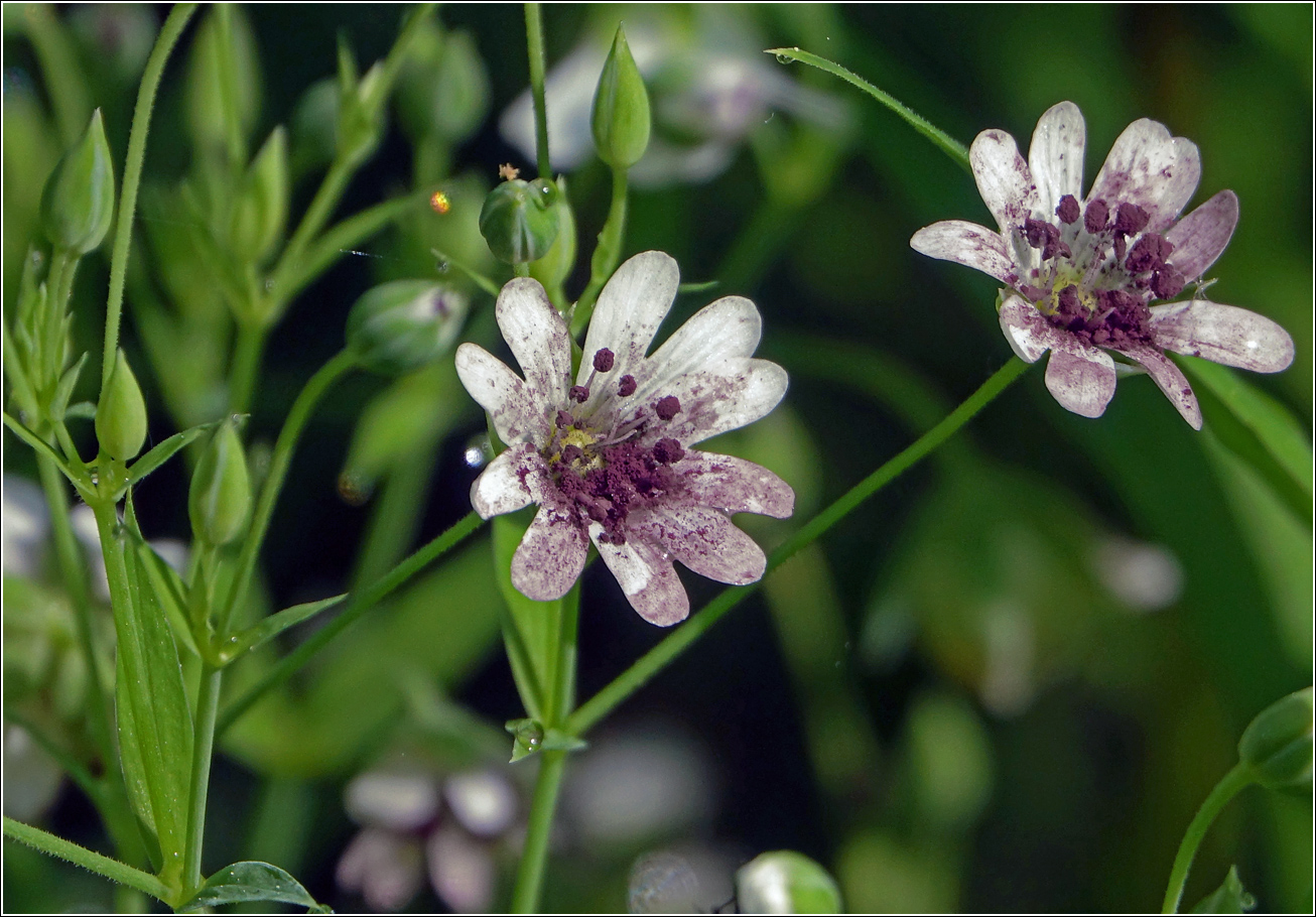 Image of Stellaria holostea specimen.