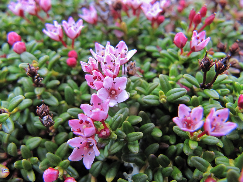 Image of Loiseleuria procumbens specimen.