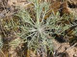 Jurinea thyrsiflora