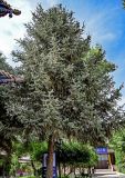 Picea meyeri. Крона взрослого дерева. Китай, пров. Ганьсу, г. Чжанъе, в культуре. 03.06.2025.