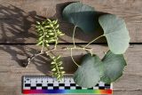 Populus pruinosa