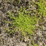 Sagina procumbens