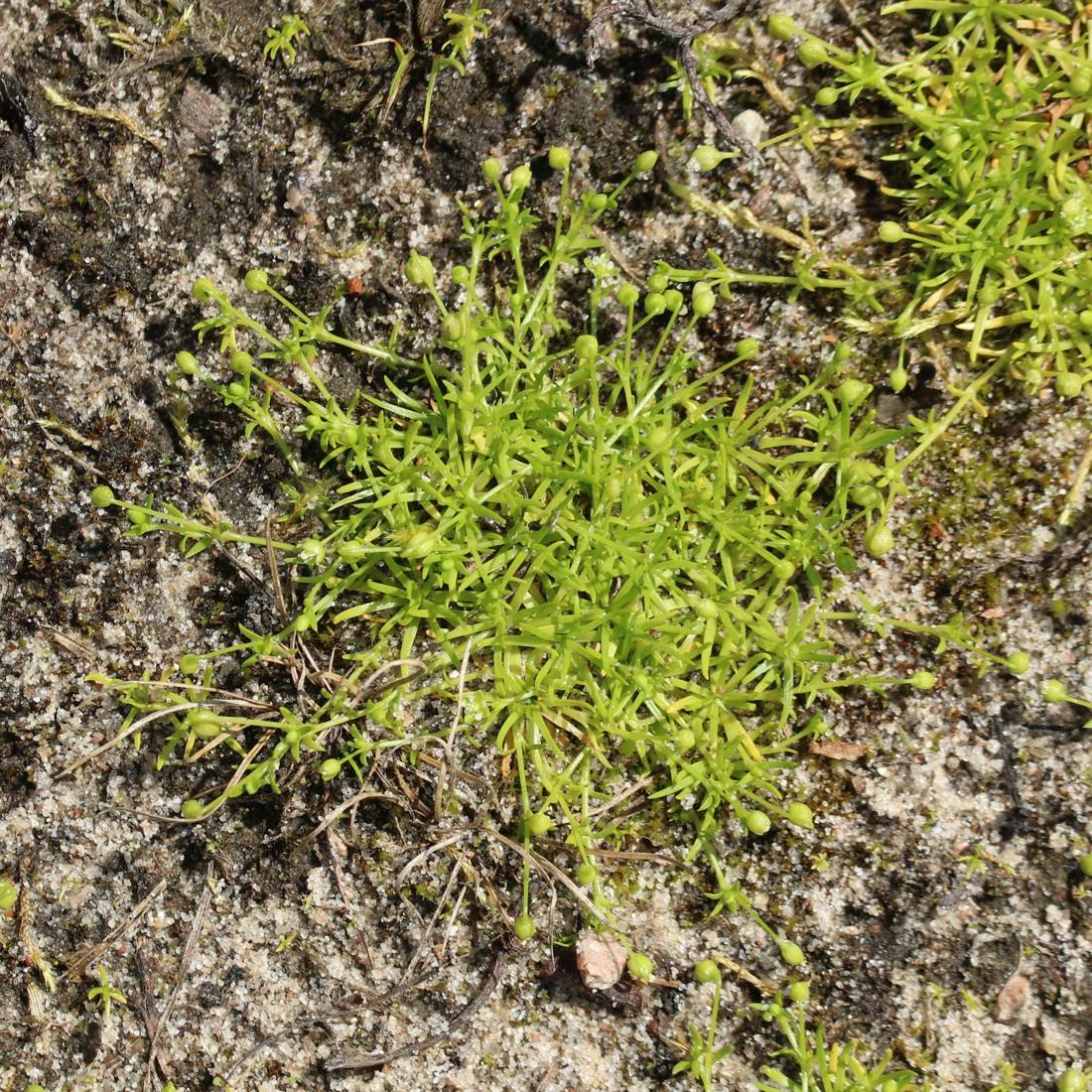 Image of Sagina procumbens specimen.