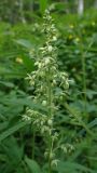 Cannabis sativa var. spontanea