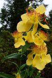 Hypericum ascyron. Верхушка соцветия (цветки 10-11 см в диаметре). Хабаровский край, окр. г. Комсомольск-на-Амуре, зарастающий разнотравный луг, в кольце Rosa amblyotis. 07.08.2025.