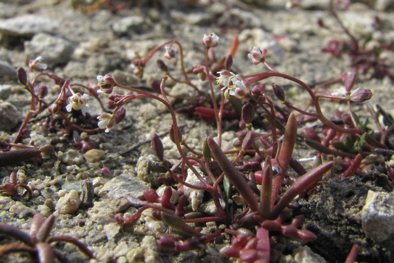 Image of Hymenolobus procumbens specimen.