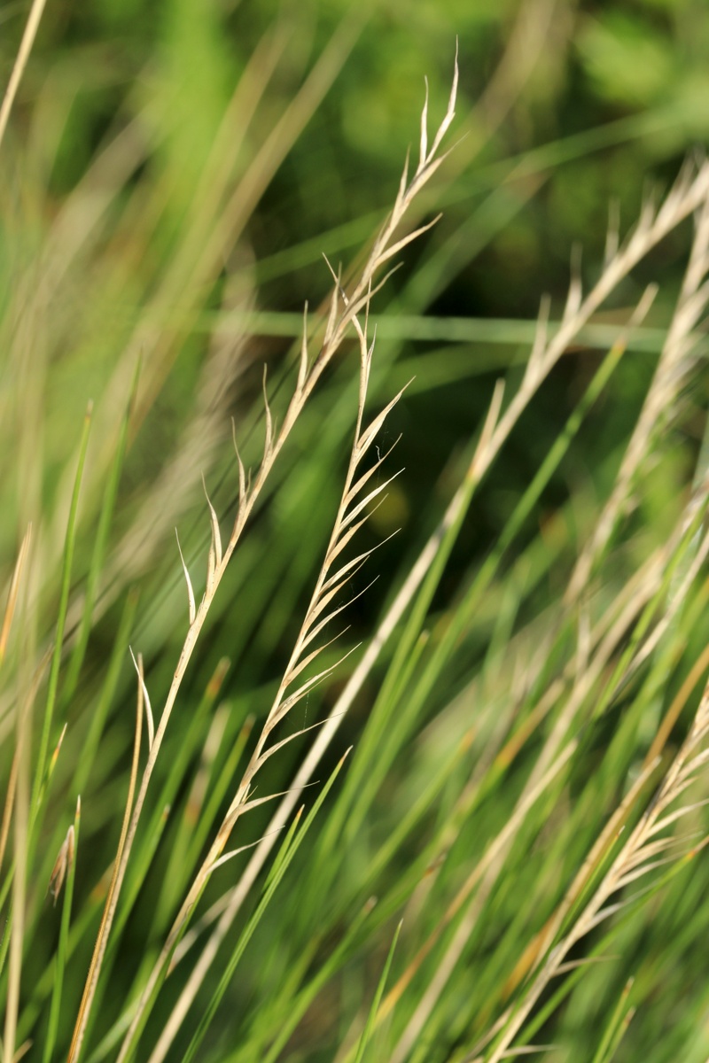Изображение особи Nardus stricta.