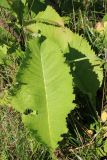 Inula helenium