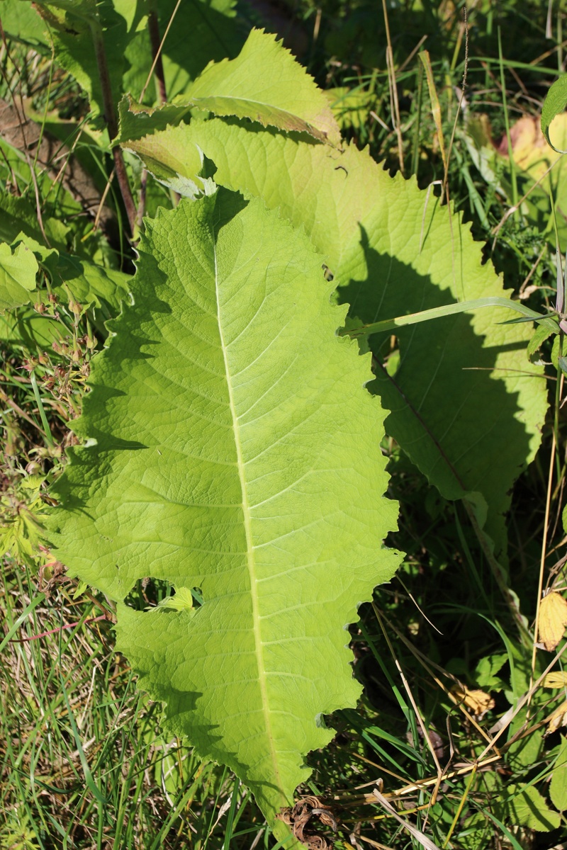 Image of Inula helenium specimen.