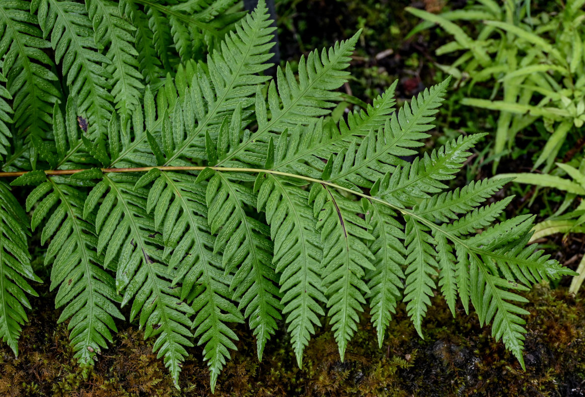 Image of Woodwardia radicans specimen.