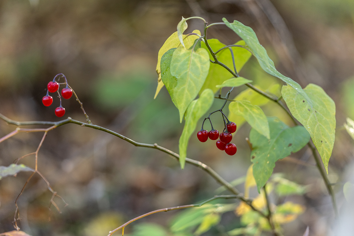 Image of Solanum kitagawae specimen.