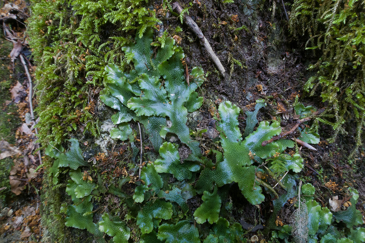 Изображение особи Marchantia polymorpha.