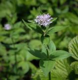 Asperula caucasica. Верхушка цветущего растения. Абхазия, Гагрский р-н, 1800 м н.у.м., субальпийский луг. 12.06.2025.