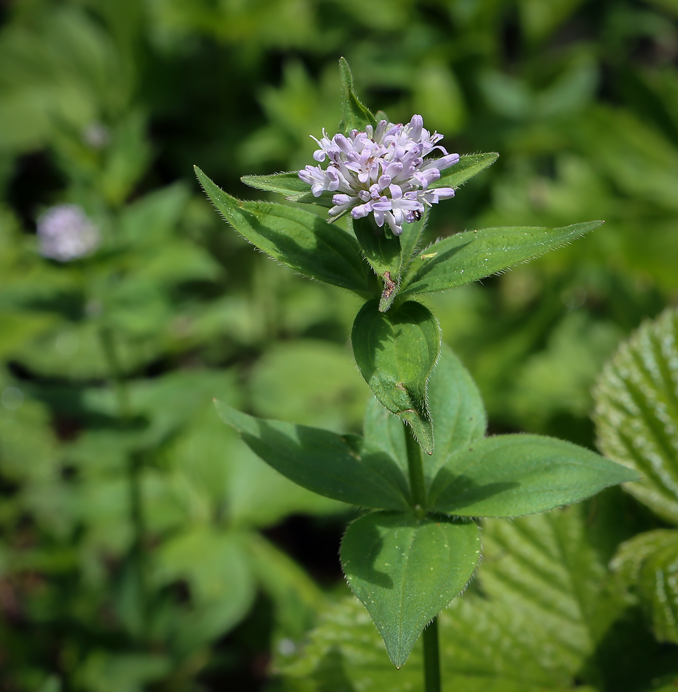 Изображение особи Asperula caucasica.