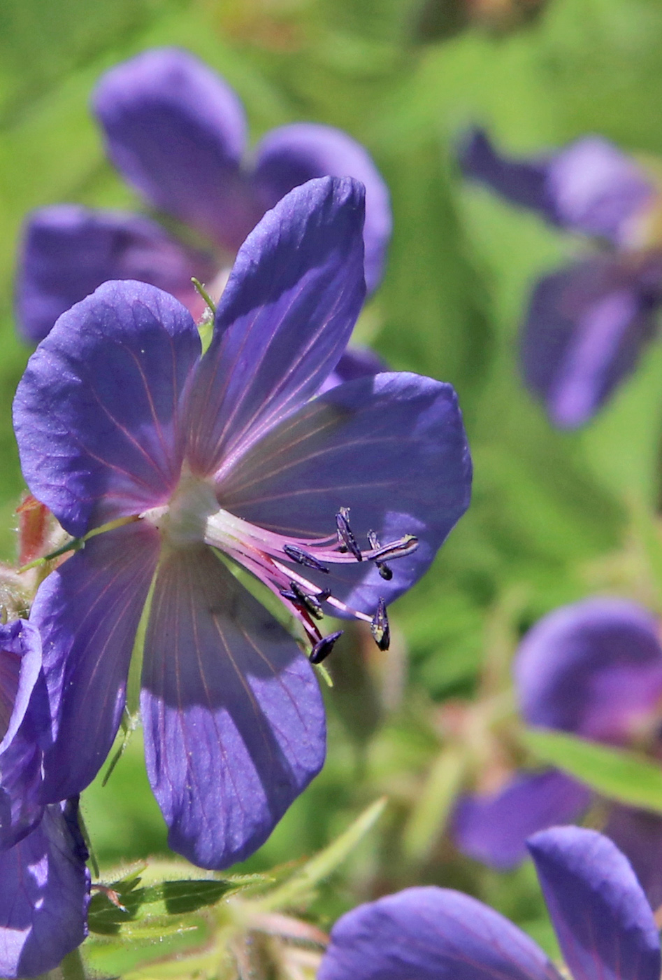 Image of Geranium pratense specimen.