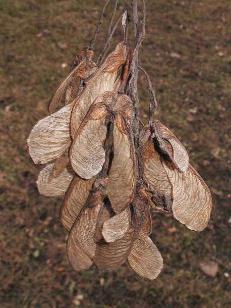 Image of Acer ginnala specimen.