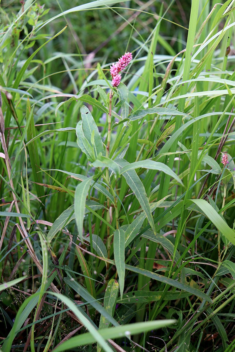 Изображение особи Persicaria amphibia.