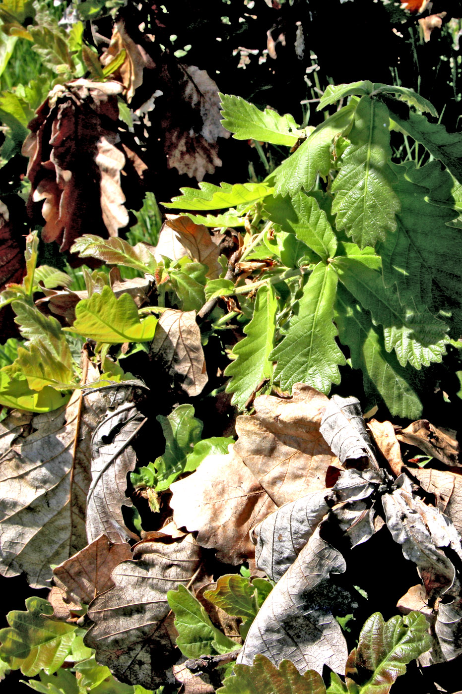 Image of Quercus dentata specimen.