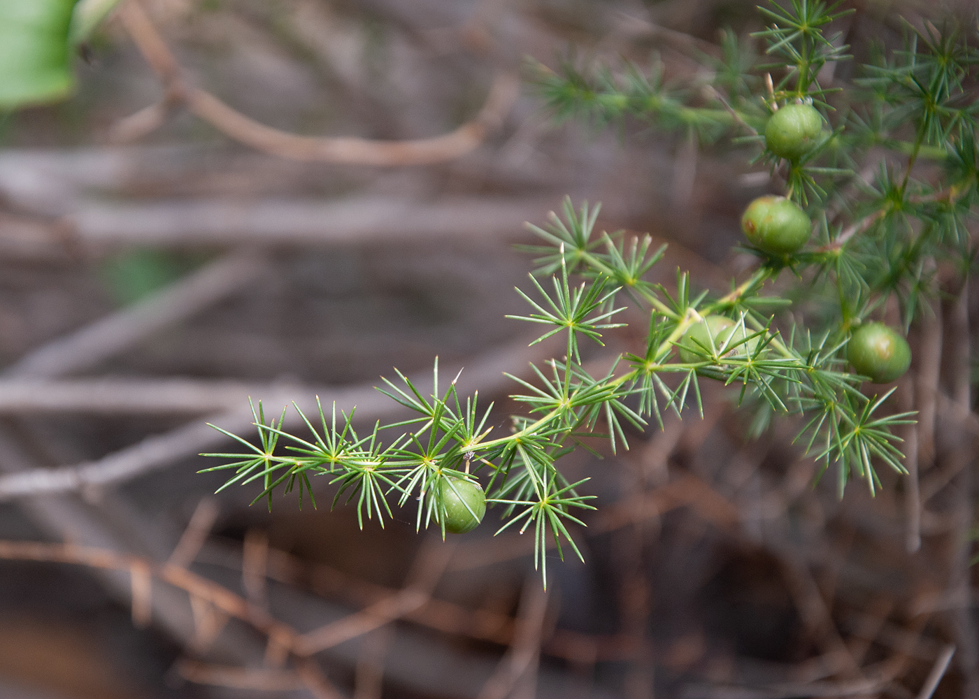 Изображение особи Asparagus acutifolius.