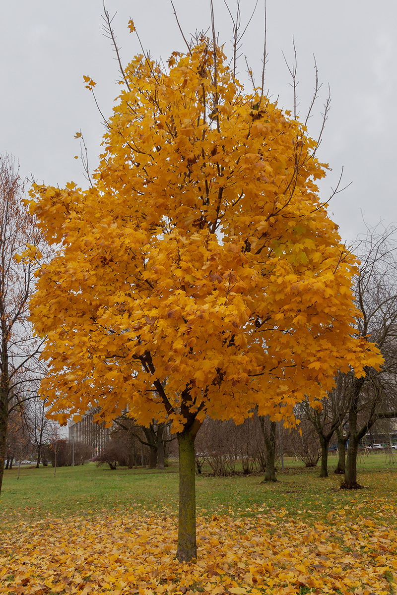 Image of Acer platanoides specimen.