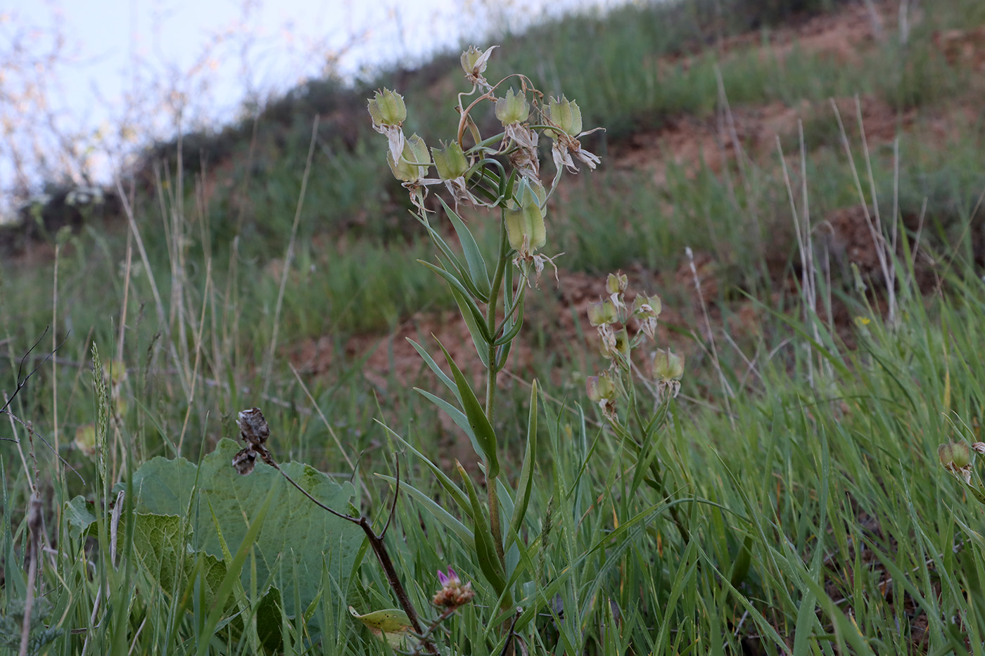 Image of Rhinopetalum bucharicum specimen.
