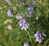 Image of taxon representative. Author is Александр Лебедев