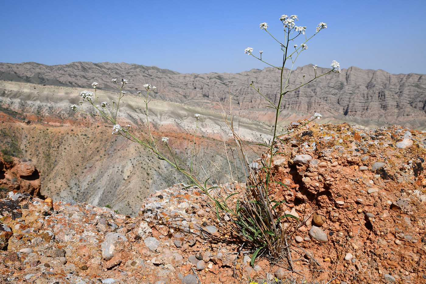Image of Lepidium ferganense specimen.
