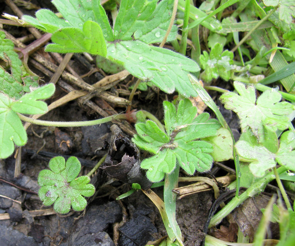 Изображение особи Geranium pusillum.