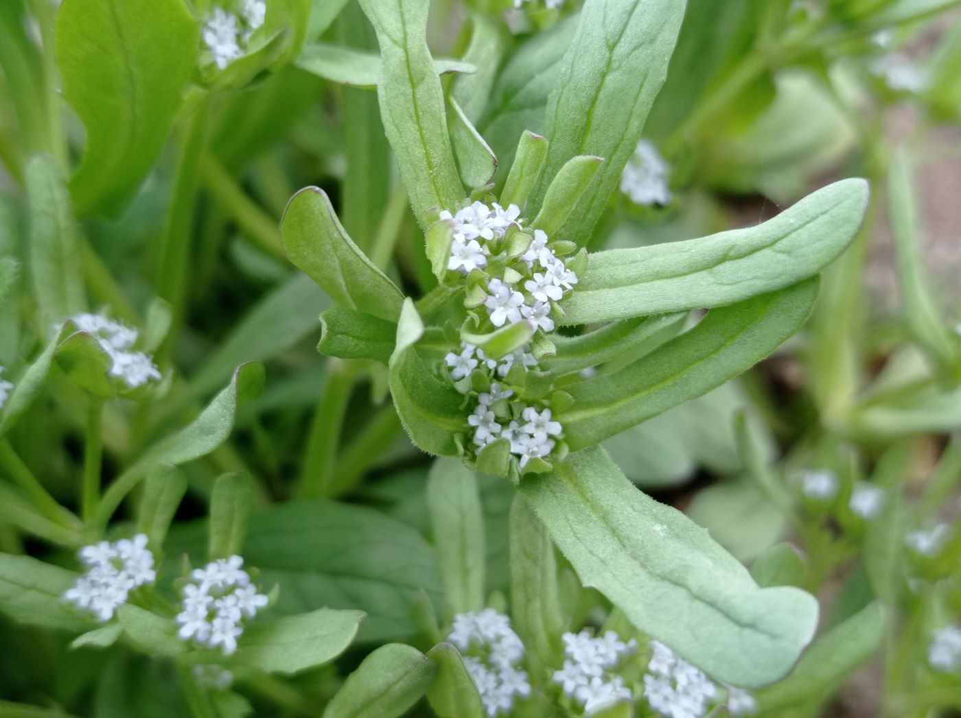 Изображение особи Valerianella locusta.