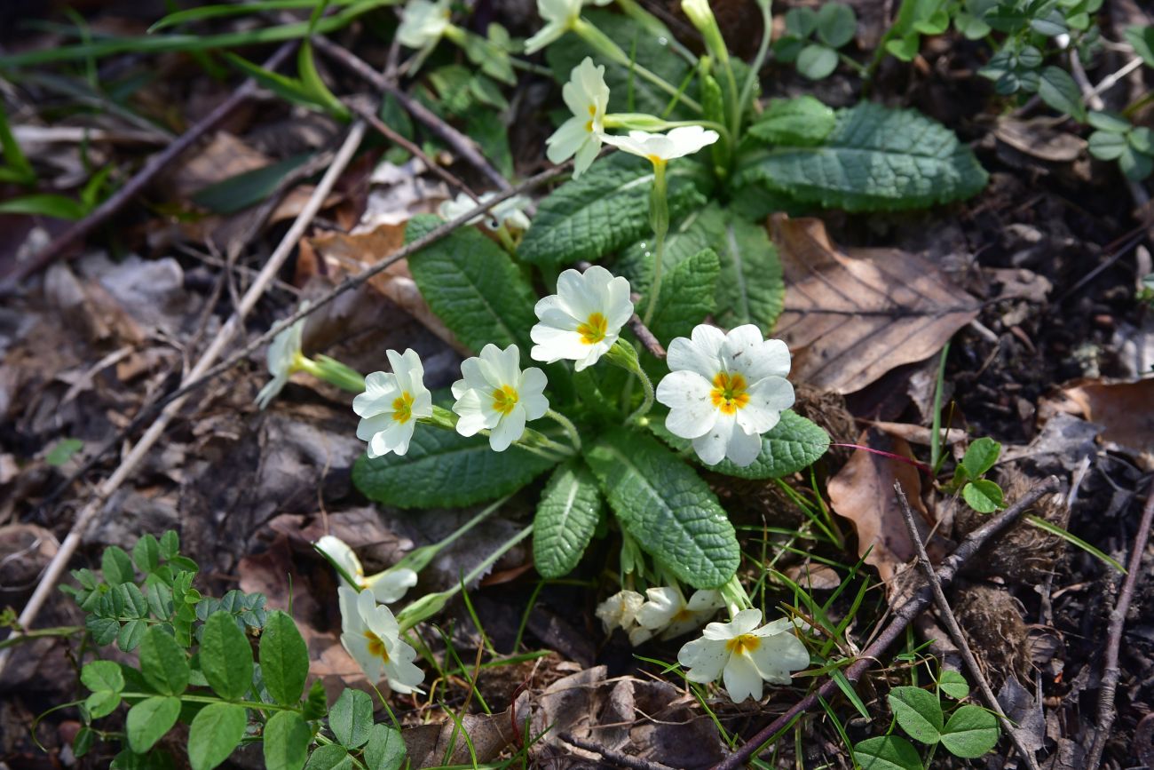Image of genus Primula specimen.