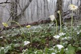 Doronicum orientale. Цветущие растения в снегу. Краснодарский край, м/о город-курорт Геленджик, хр. Коцехур, широколиственный лес. 2 мая 2026 г.