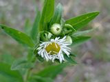 Erigeron annuus. Расцветающее и развивающиеся соцветия в окружении листьев. ЛНР, г. Северодонецк, палисадник у многоквартирного дома. 05.06.2026.