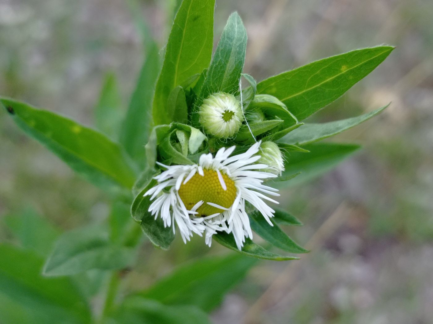 Image of Erigeron annuus specimen.
