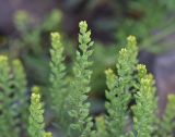 род Alyssum. Соплодия. Грузия, край Самцхе-Джавахети, окраина с. Тмогви, окр. южного берега оз. Цунда, горная степь. 6 июня 2026 г.