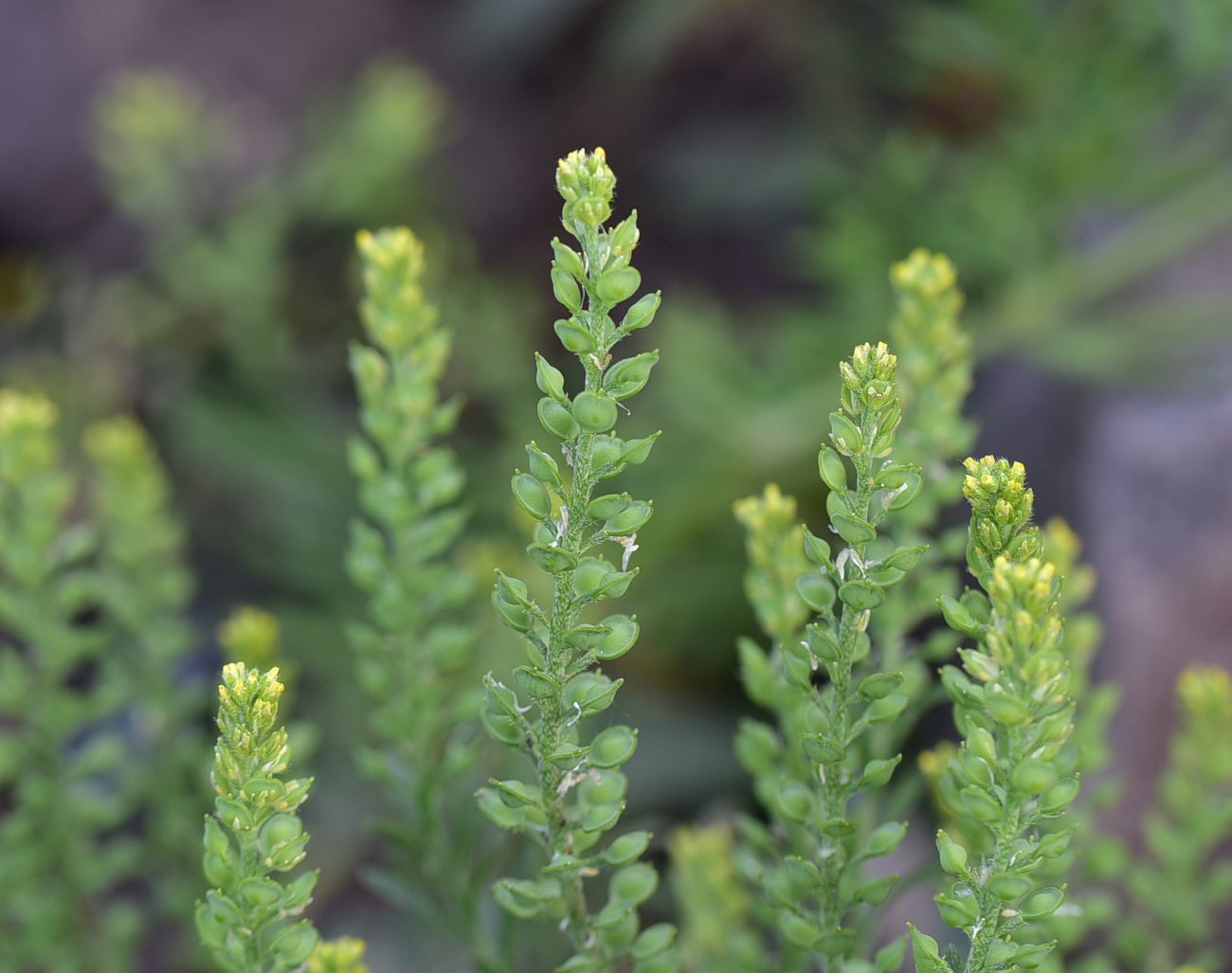 Изображение особи род Alyssum.