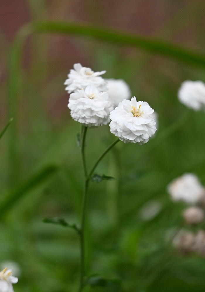 Изображение особи Achillea ptarmica.